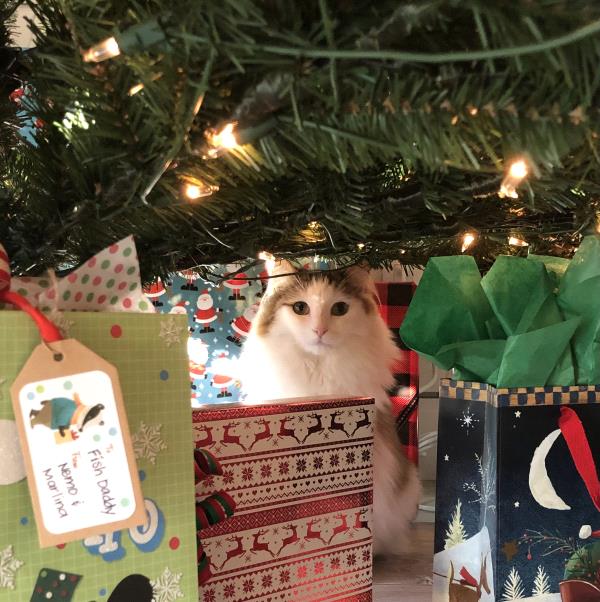 /Images/uploads/Friends of Seal Beach Animal Care Center/2022sbacc/entries/21580thumb.jpg